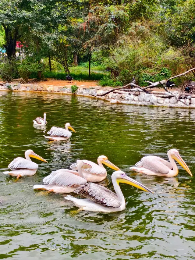 Kunming! Here to see the animals again!