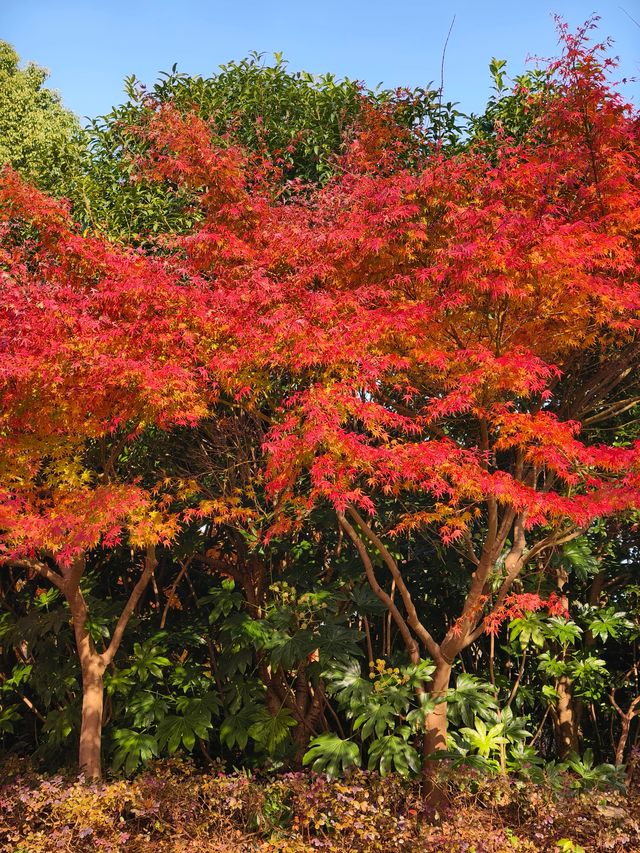 蘇州紅楓葉新去處