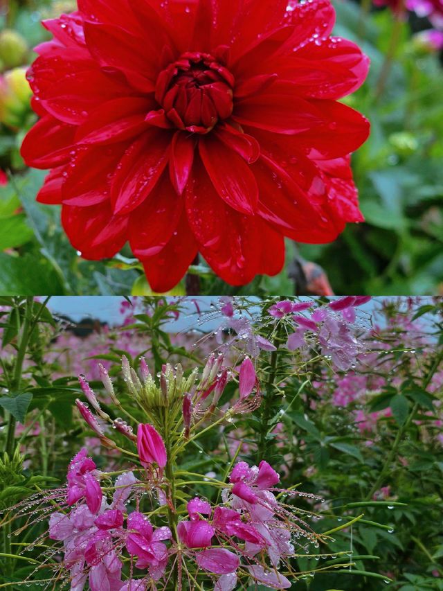 大美青海七里寺花海。化名為夏天的綠。