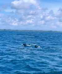 Sri Lanka Whale Watching Adventure