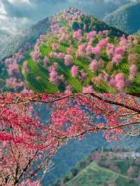 雲南無量山櫻花谷