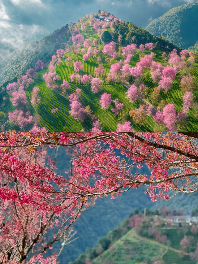 雲南無量山櫻花谷