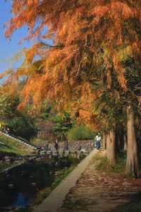 1.3拍｜深圳馬峦山公園落羽杉已到最佳觀賞期