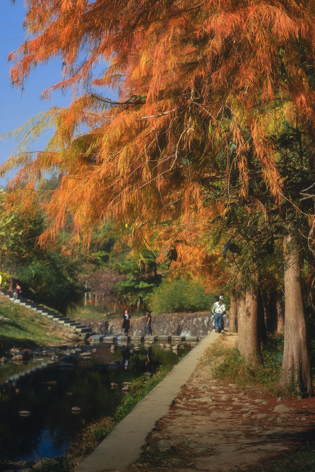 1.3拍｜深圳馬峦山公園落羽杉已到最佳觀賞期
