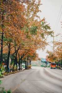 桂林超浪漫的紅楓大道，300棵楓葉樹全紅了！！