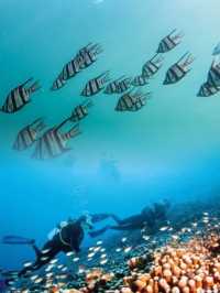 黃金海岸潛水攻略：與海洋精靈共舞的浪漫之旅