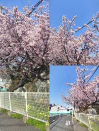 精華總結日本堺市旅遊實用攻略篇