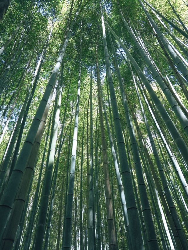 過年去日本超美超全攻略來啦
