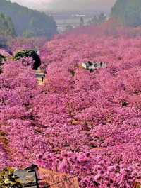 江門綠美生態園🌸 广东紫花風鈴木盛開，冬日如春！