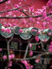 報～ 望江樓公園的梅花已到最佳觀賞期！