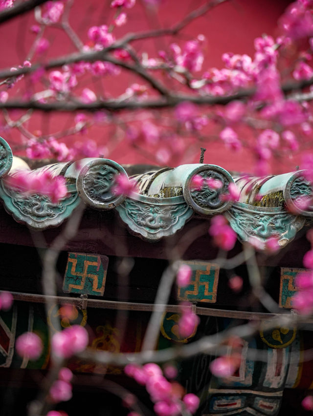 報～ 望江樓公園的梅花已到最佳觀賞期！