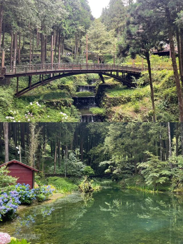 阿里山 | 把台灣的浪漫藏進山海裏