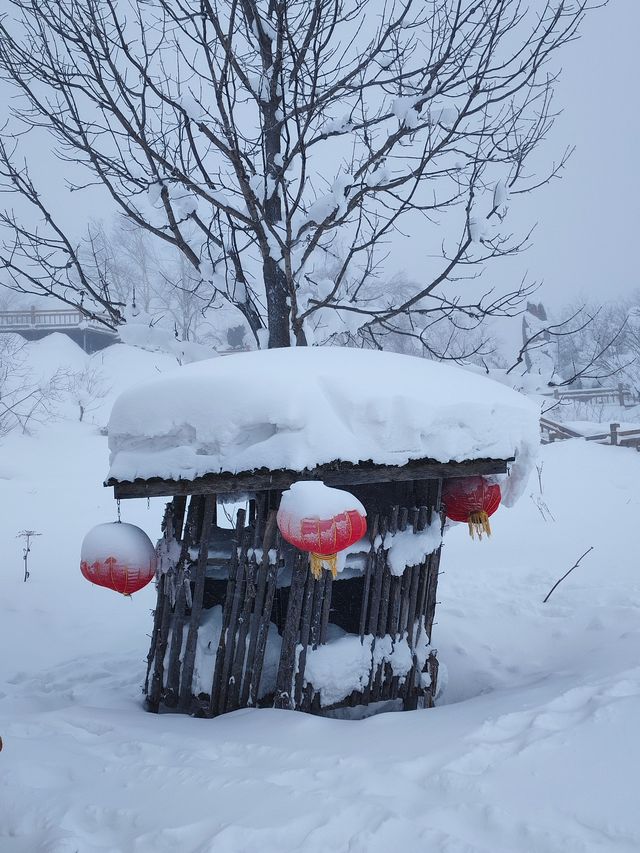 中國雪鄉的魔幻狗熊嶺