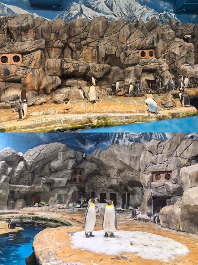 朋友圈問瘋了的地方香港海洋公園旅遊攻略