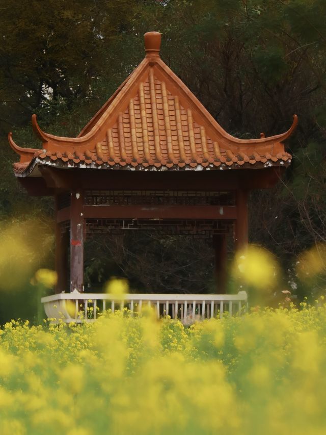 廣西柳州省兒山油菜花海：春日限定，金色浪漫！