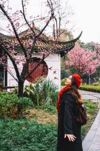 成都｜呢個公園免費賞梅！地鐵直達！