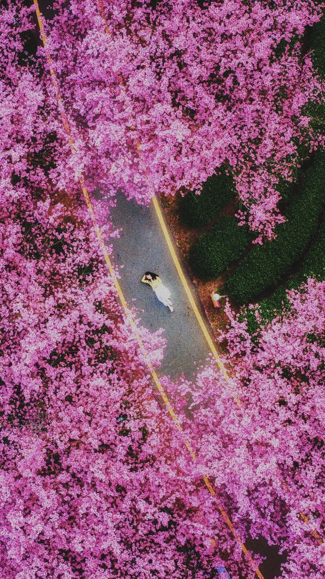 《永福櫻花：如夢似幻的仙境之旅》