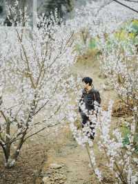 成都1.5小時直達官帽山 徒步挖野菜 太治癒了！