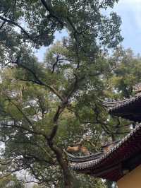 春日嚟青島旅遊,到湛山寺祈福啦