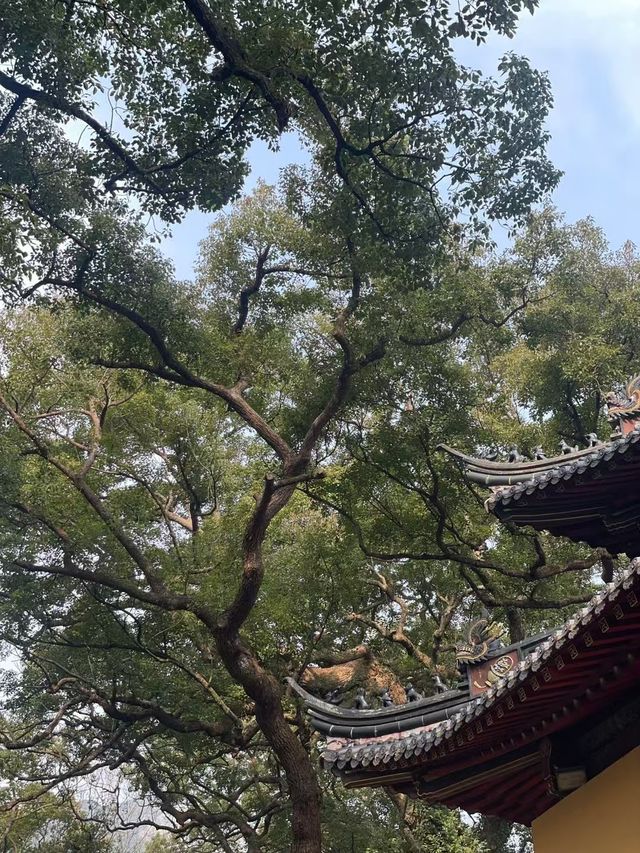 春日嚟青島旅遊,到湛山寺祈福啦 春日嚟青島旅遊,到湛山寺祈福啦
