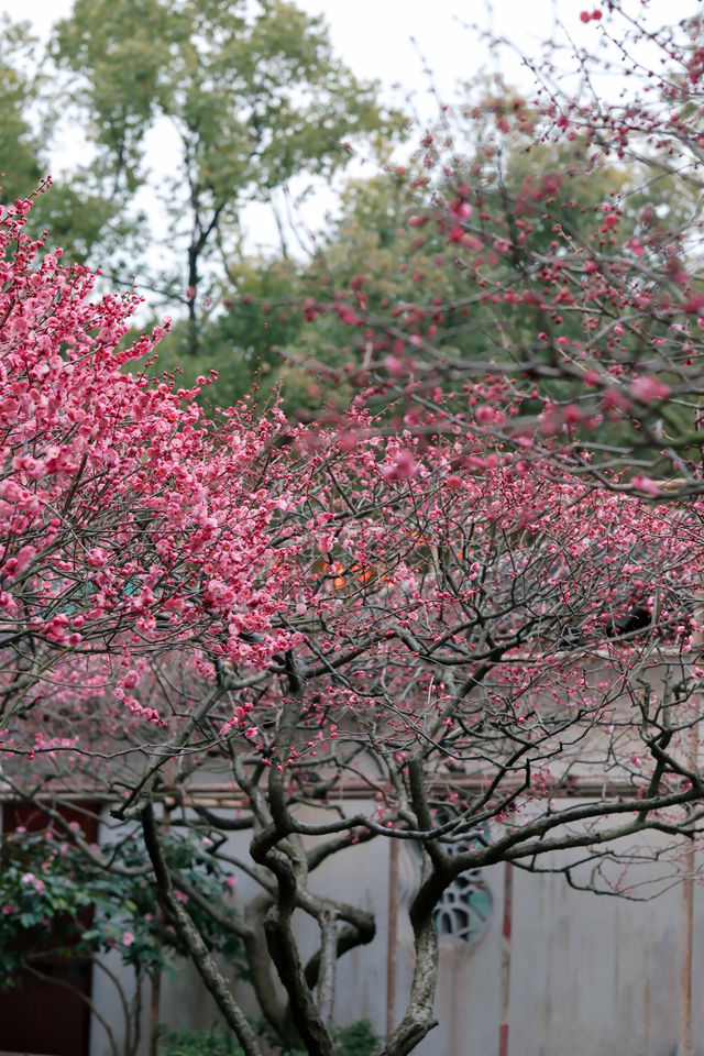 上海梅花季一定要去這個古典園林賞花還免費!! 上海梅花季一定要去這個古典園林賞花還免費!!