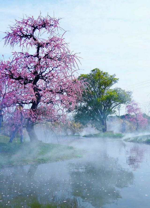 花星球