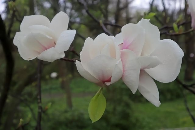 玉蘭吐芳