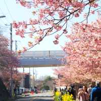 🌸被上野公園的櫻花美到失語啦