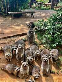 野生動物會咬人？NO！是會萌的沒邊