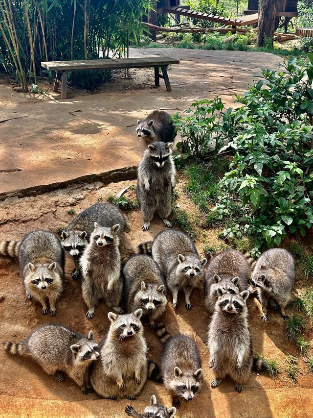 野生動物會咬人？NO！是會萌的沒邊