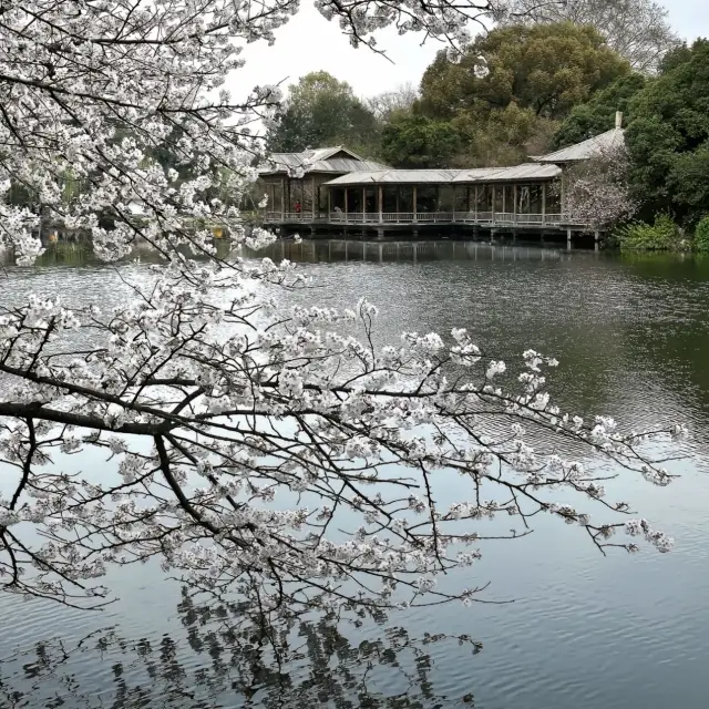 Quyuan Fenghe: Encounter Hangzhou's Most Beautiful Cherry Blossom Season
