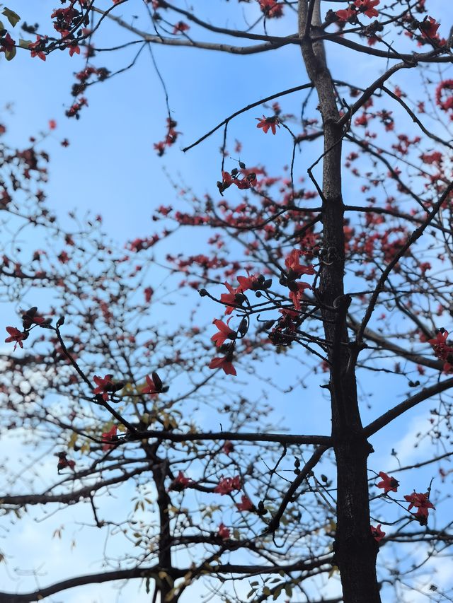 隨時中頭獎的廣州——英雄花燦英雄城