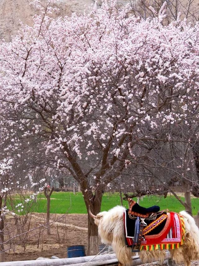 杏花季｜南疆3-4月追花攻略超详细。