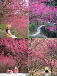 杭州春日避開人潮 5個小眾絕美賞花地