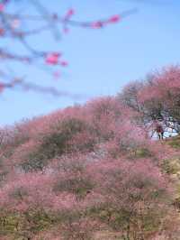 《鶴鳴山：春日青梅、秋季雲海，川西的季節限定浪漫！》