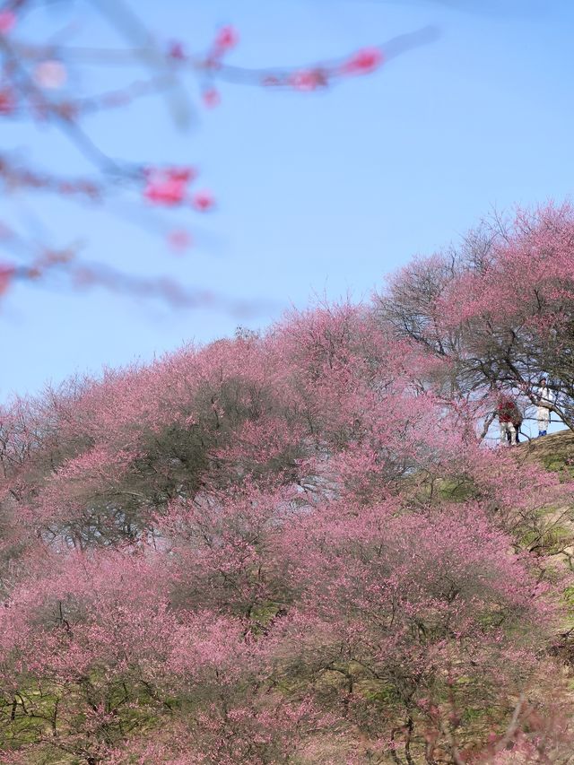 《鶴鳴山：春日青梅、秋季雲海，川西的季節限定浪漫！》