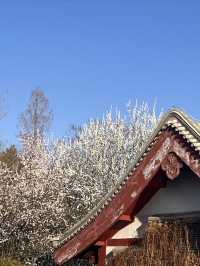 紫竹院賞山桃花～