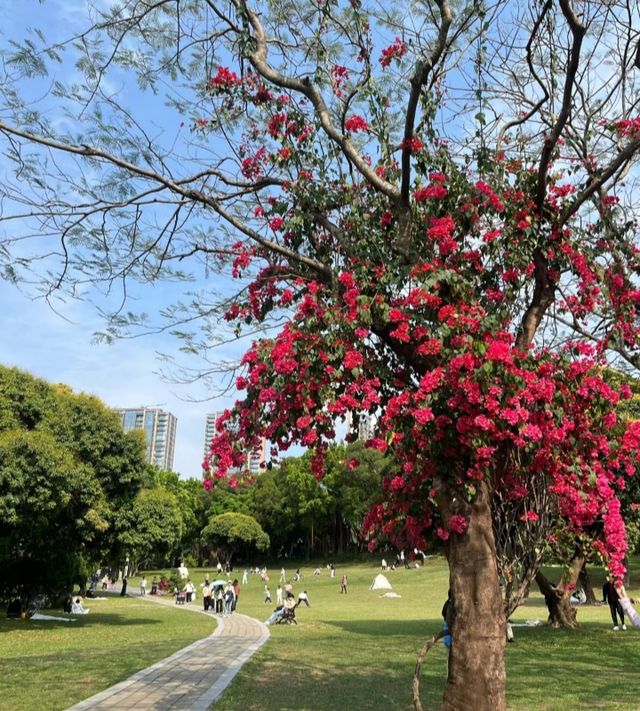 深圳中山公園，週末不要錯過！