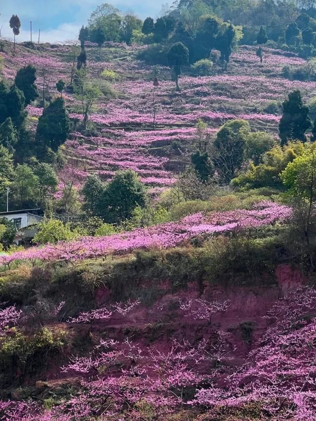 成都3月徒步桃花海｜避開人潮私藏路線