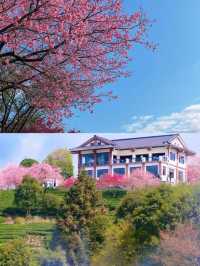 唔係無量山，係福建永福台品櫻花茶園！