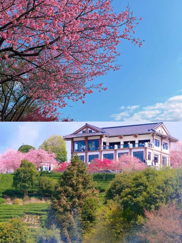 唔係無量山，係福建永福台品櫻花茶園！