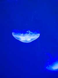 灞橋海洋公園｜體驗絲綢之路上的海洋世界