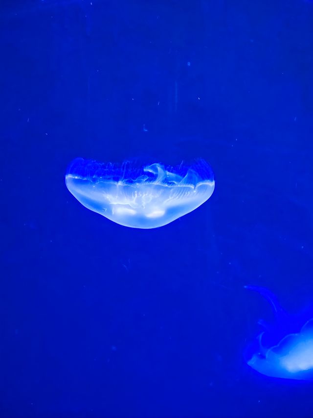 灞橋海洋公園｜體驗絲綢之路上的海洋世界