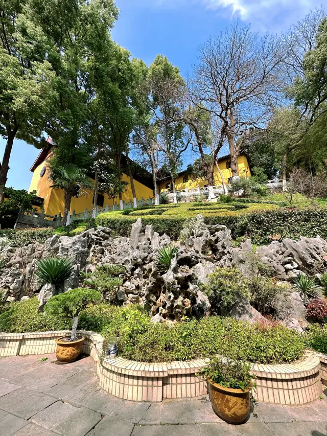 Cherry blossom viewing in Nanjing is at its prime! The ultimate itinerary revealed!