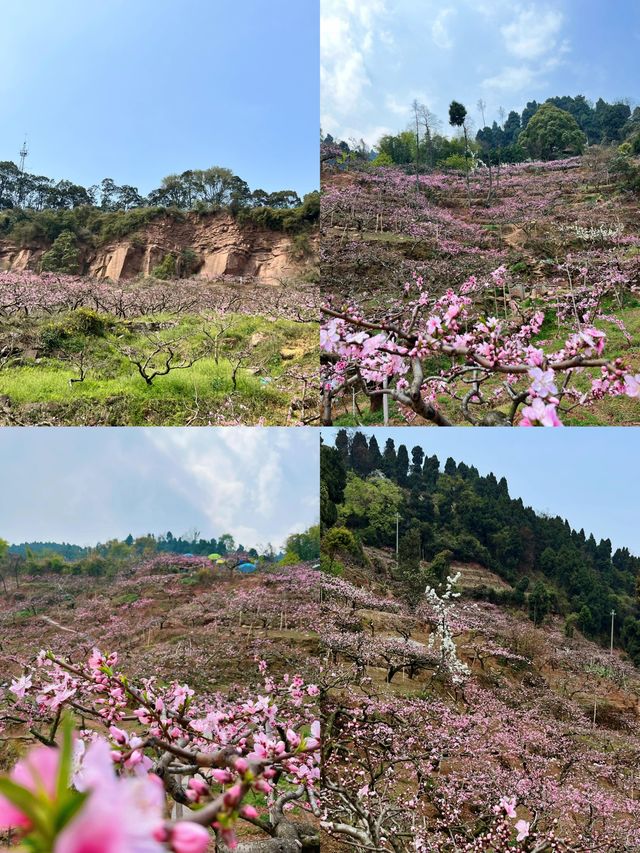 桃花季石經寺遠足，千萬別嘴硬！