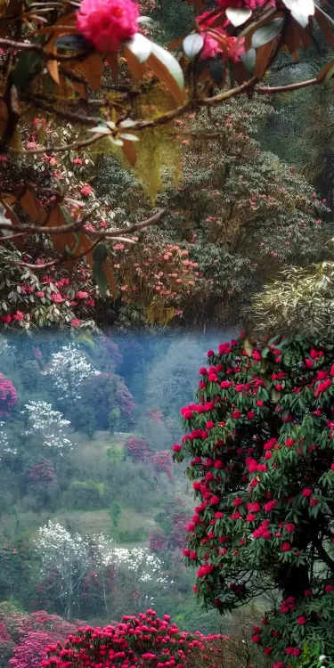 Nepal Trekking: The "Hardcore Charm" of Rhododendrons | Trip.com Narchyang