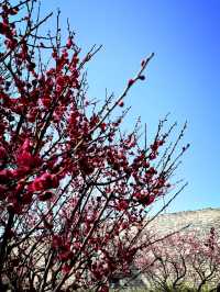 Ancient city wall blossom 