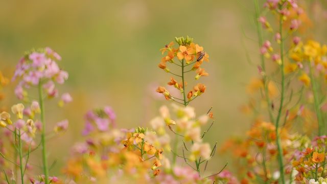 南縣羅文村旅遊｜呢一片五彩繽紛嘅油菜花係夢中嘅春天
