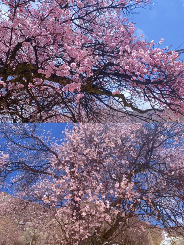 春季賞桃花圖鑑：拉薩行