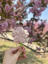 Cherry blossoms at Yuyuan Park Beijing